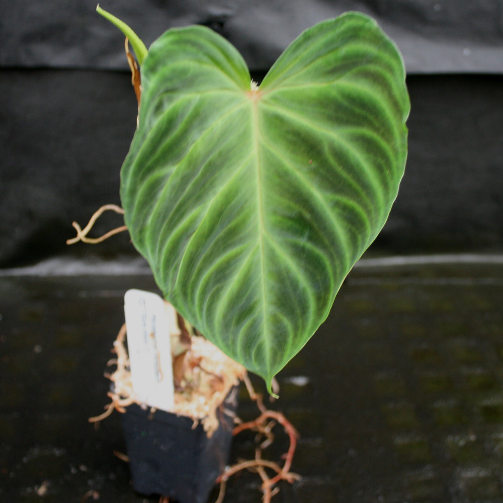 
                      
                        Philodendron verrucosum "Euro clone 1"
                      
                    