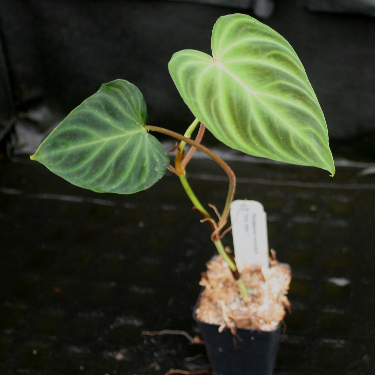 philodendron verrucosum cutting Philodendron verrucosum "Euro clone 1" – Carnivero