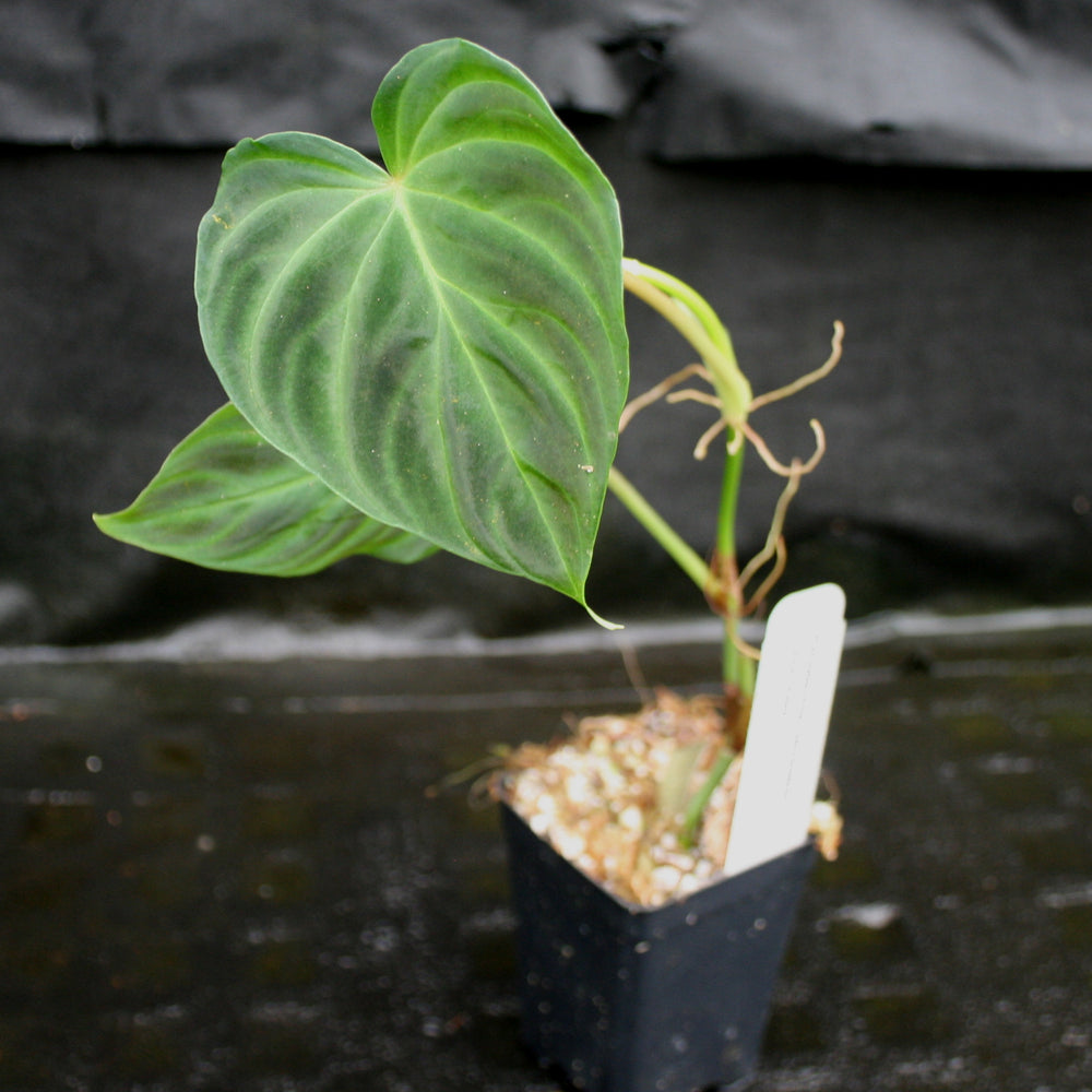 
                      
                        Philodendron verrucosum "Euro clone 1"
                      
                    