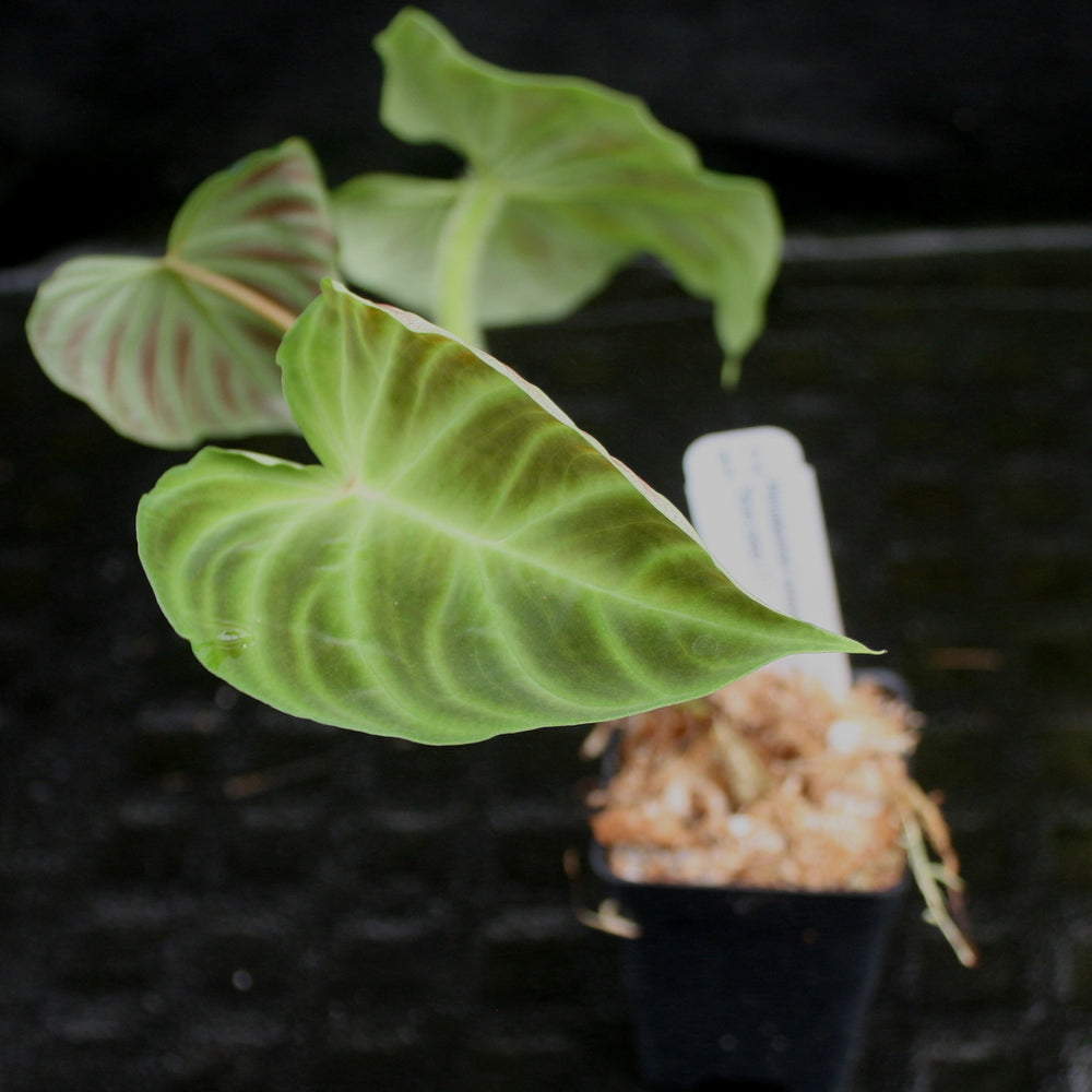
                      
                        Philodendron verrucosum "Euro clone 1"
                      
                    