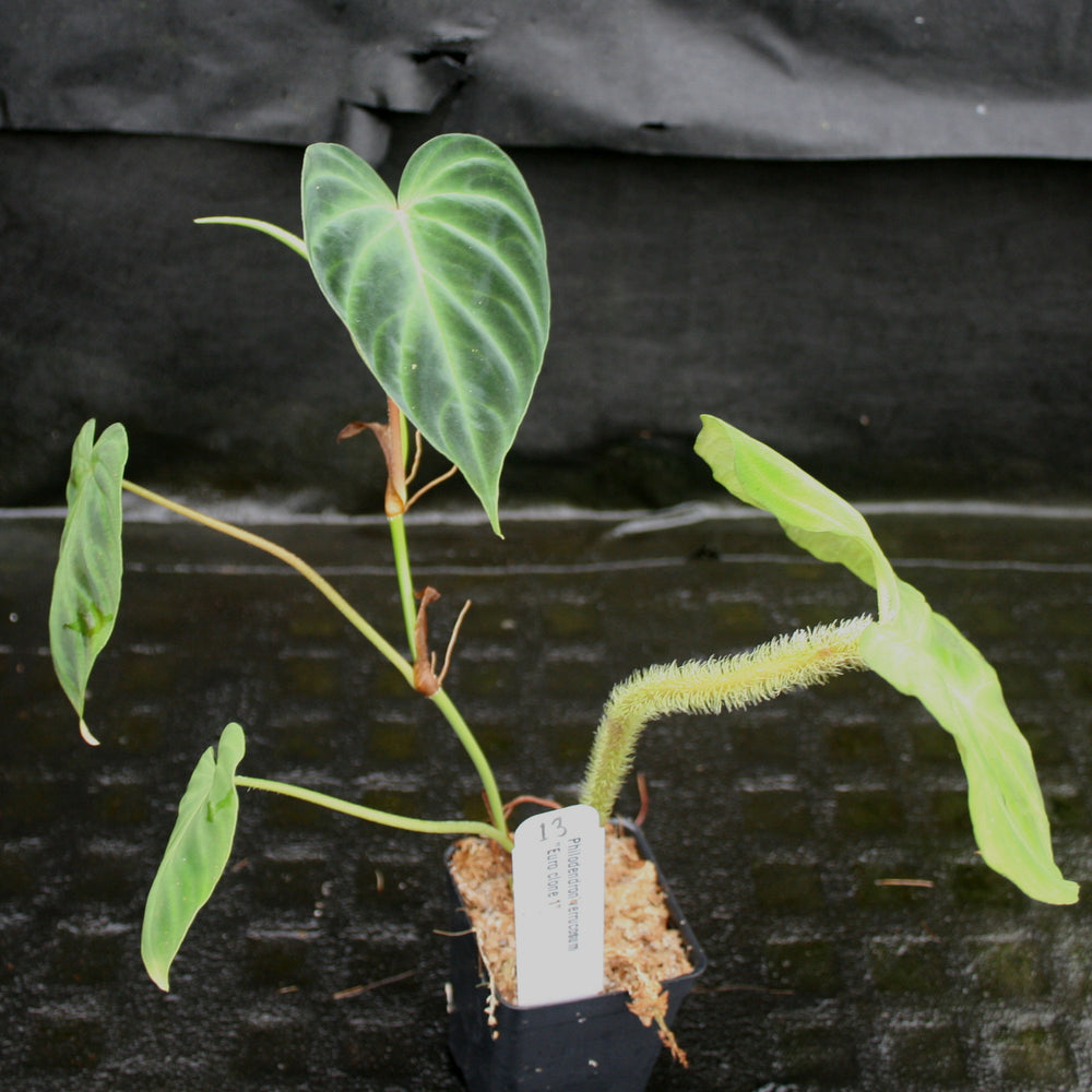 
                      
                        Philodendron verrucosum "Euro clone 1"
                      
                    