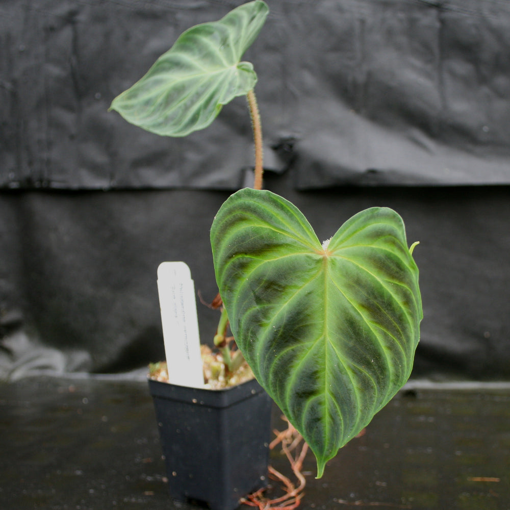 
                      
                        Philodendron verrucosum "Euro clone 1"
                      
                    