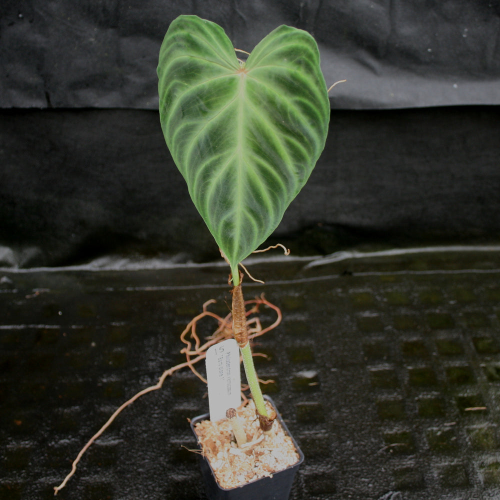 
                      
                        Philodendron verrucosum "Euro clone 1"
                      
                    