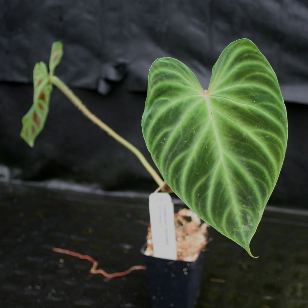 
                      
                        Philodendron verrucosum "Euro clone 1"
                      
                    