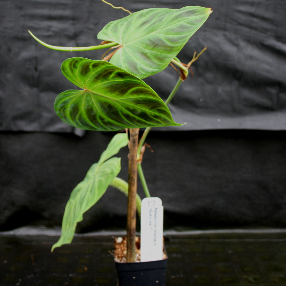 
                      
                        Philodendron verrucosum "Euro clone 1"
                      
                    