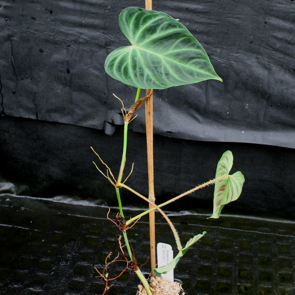
                      
                        Philodendron verrucosum "Euro clone 1"
                      
                    
