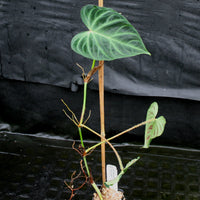 Philodendron verrucosum "Euro clone 1"