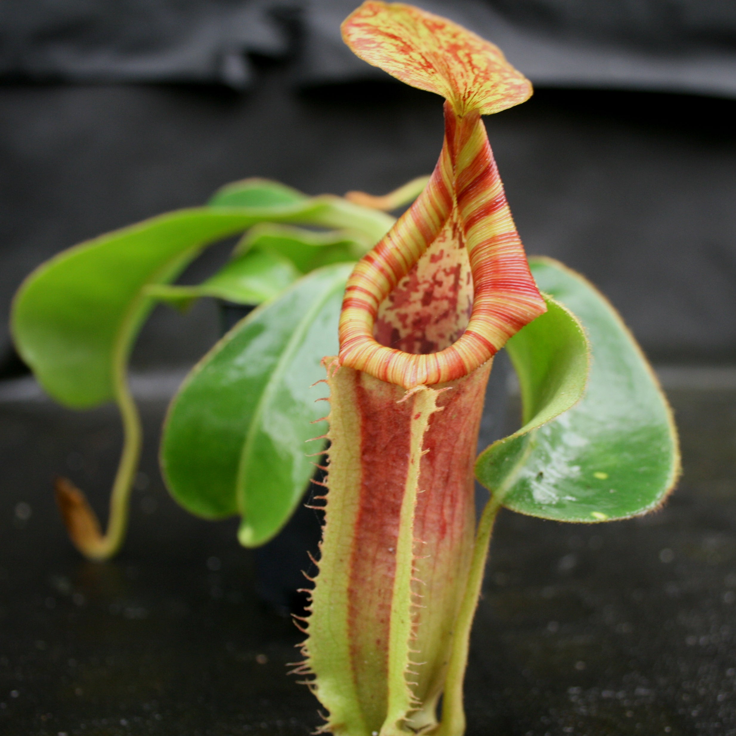 Nepenthes veitchii 