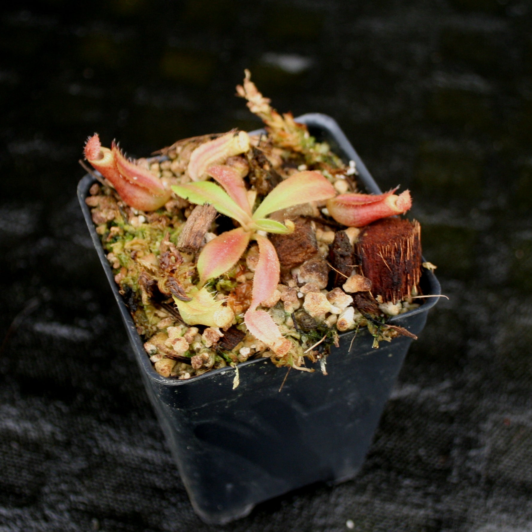 Nepenthes veitchii 
