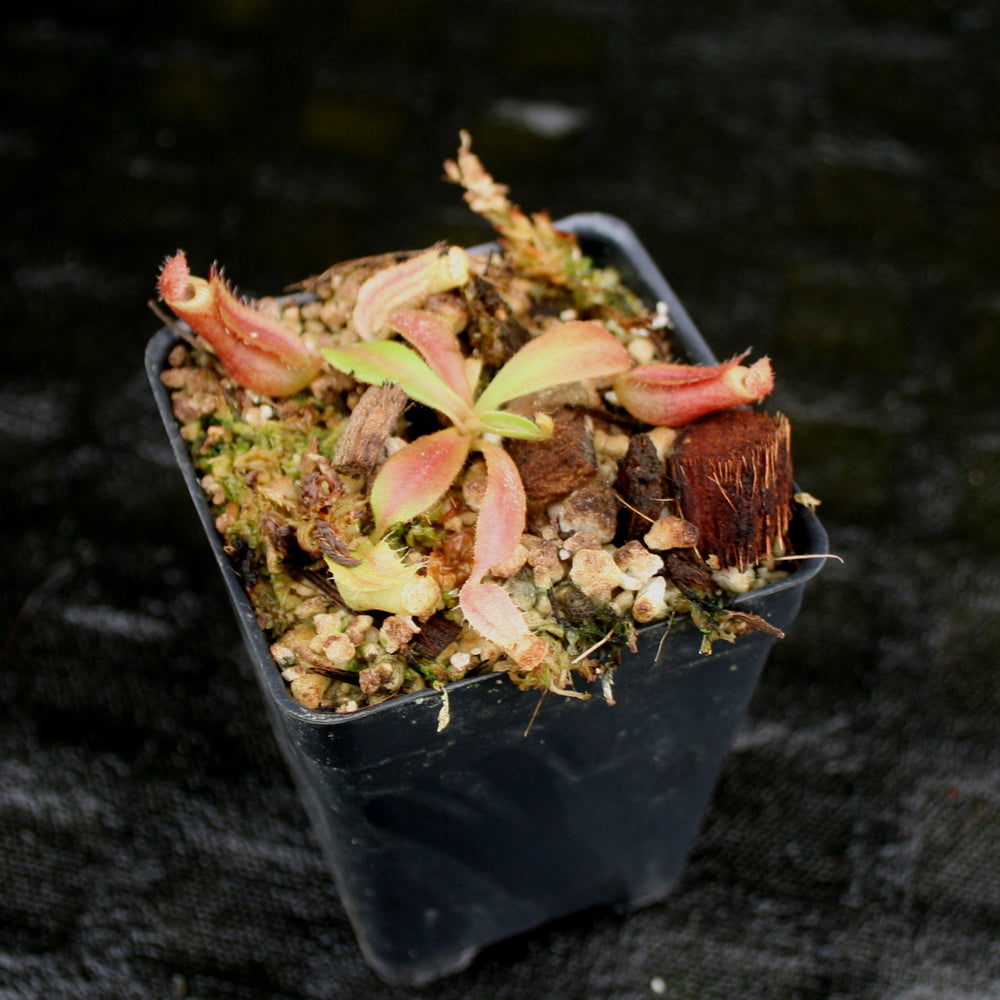 
                      
                        Nepenthes veitchii "Big Mama" x Redonkulas, CAR-0152
                      
                    