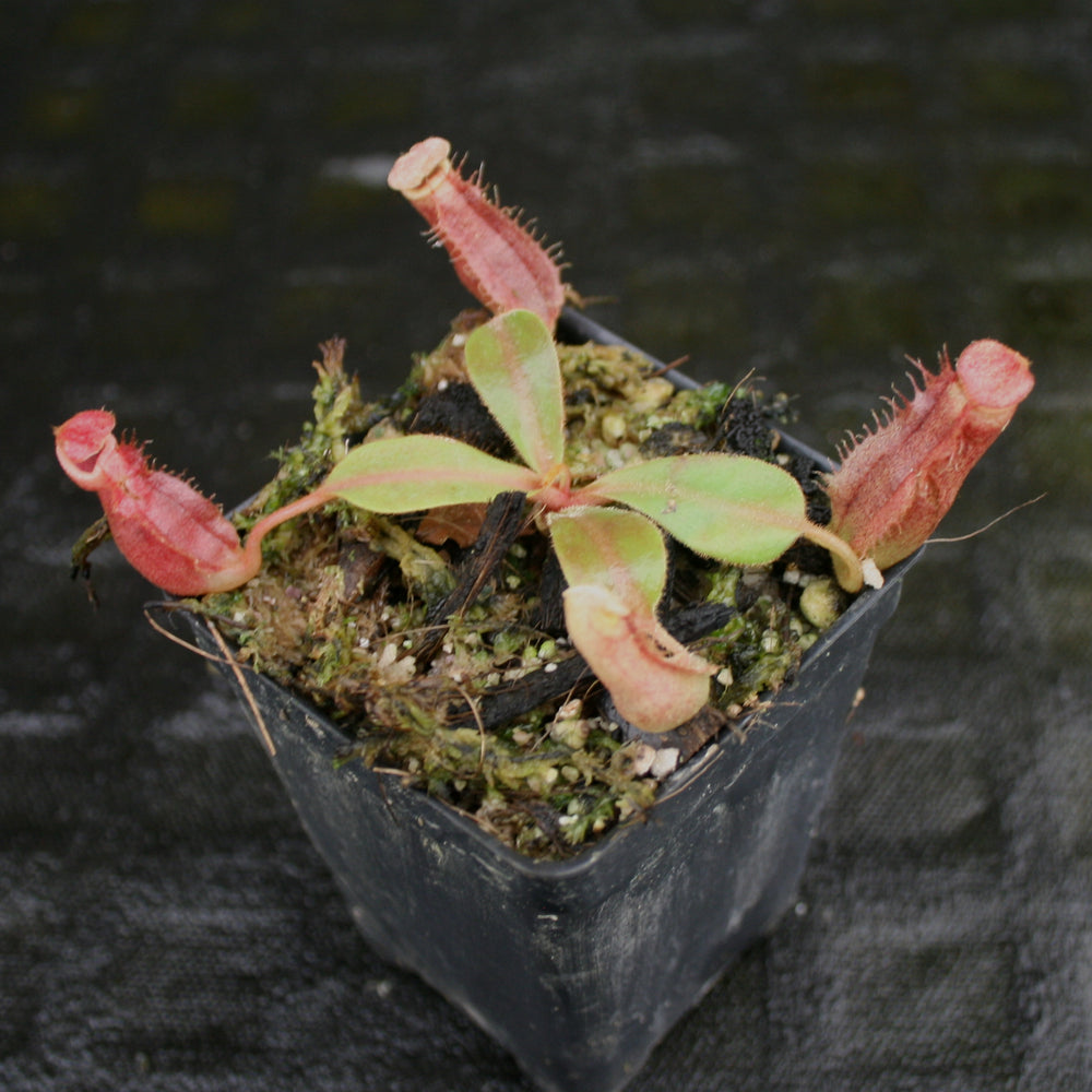 
                      
                        Nepenthes veitchii "Big Mama" x Redonkulas, CAR-0152
                      
                    