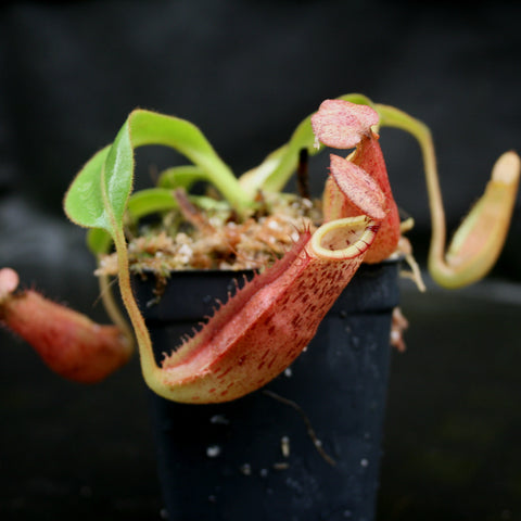 Nepenthes veitchii x burbidgeae x edwardsiana pitcher with a red tubular body and pale yellow peristome in a small pot
