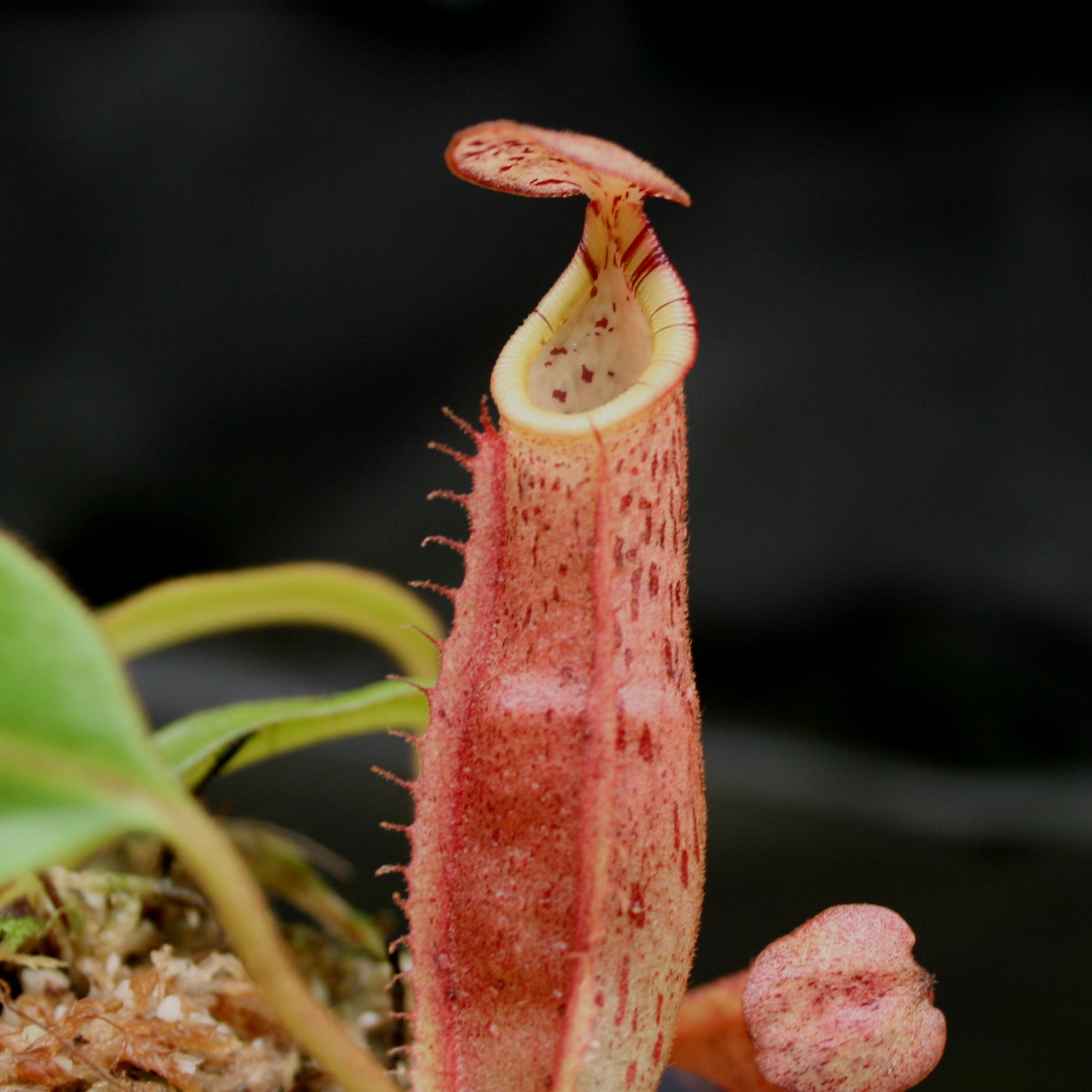 veitchii bario × edwardsiana Kinabalu Nepenthes veitchii x edwardsiana – Carnivero