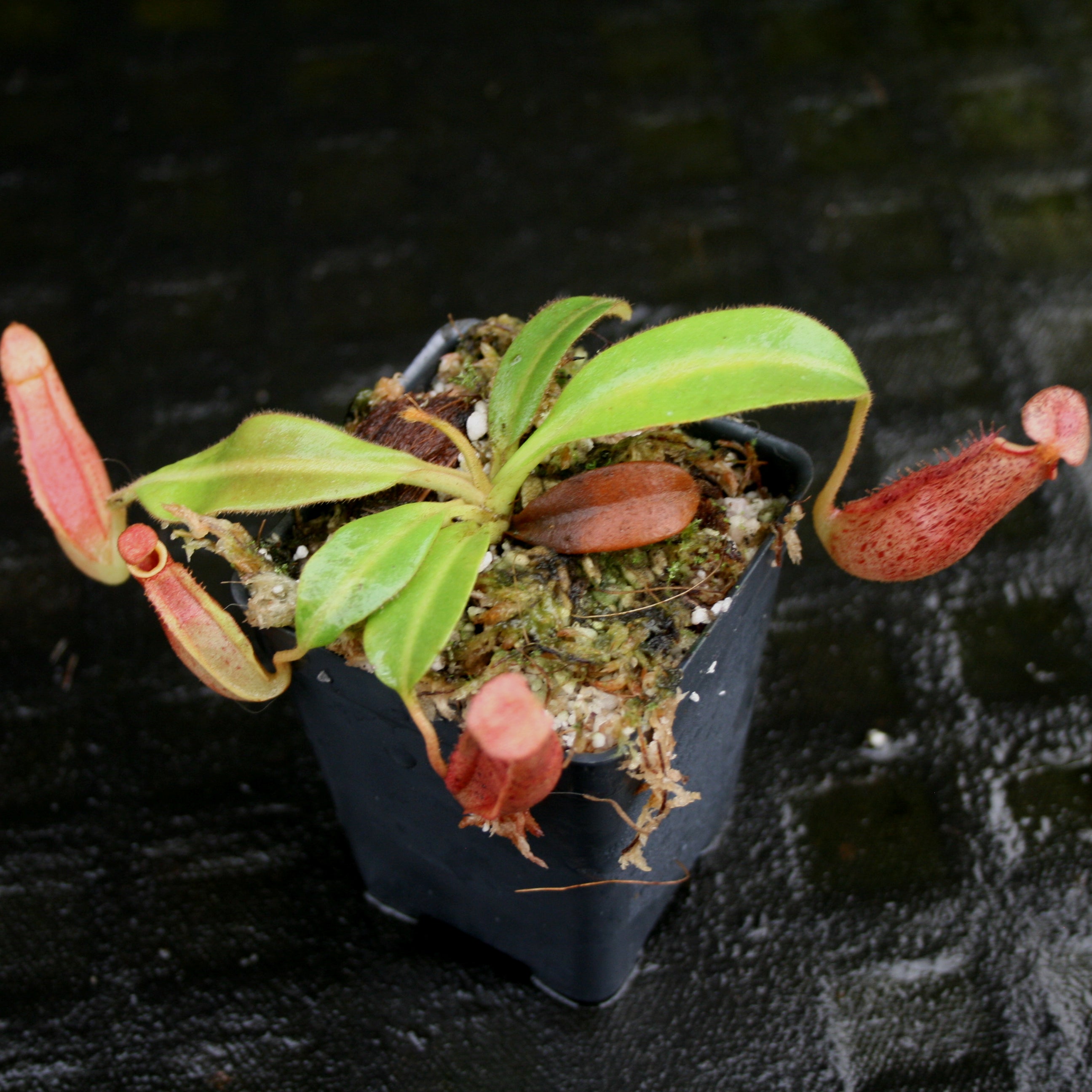 Nepenthes veitchii x (burbidgeae x edwardsiana) – Carnivero