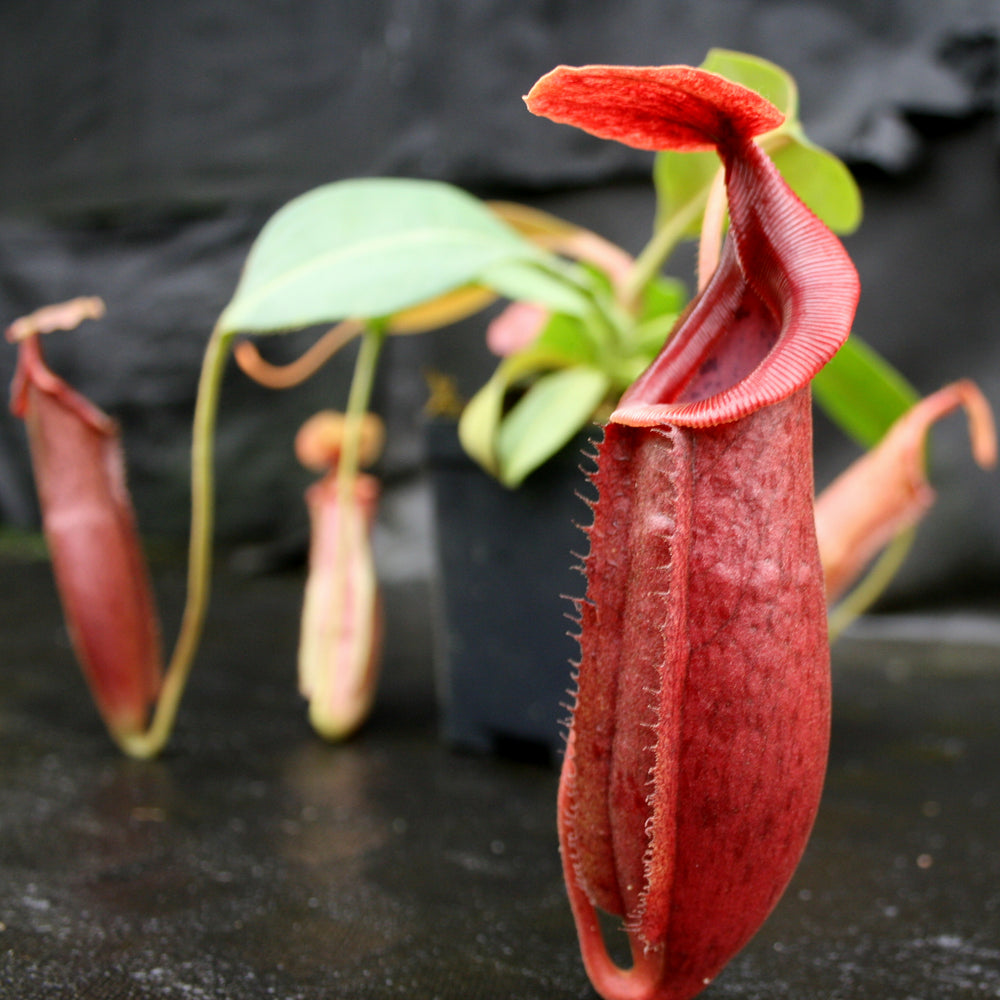 
                      
                        Nepenthes Song of Melancholy x mira, CAR-0124, pitcher plant, carnivorous plant, collectors plant, large pitchers, rare plants
                      
                    