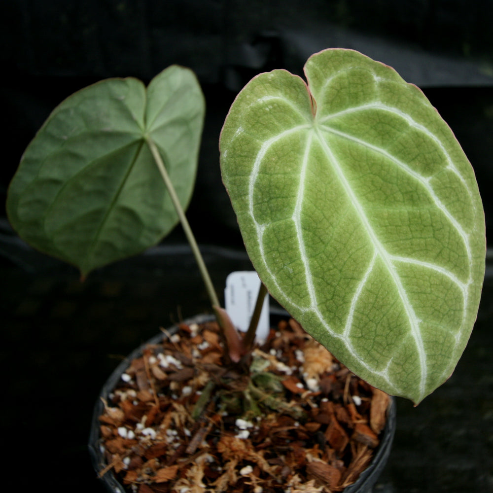 
                      
                        Anthurium crystallinum
                      
                    