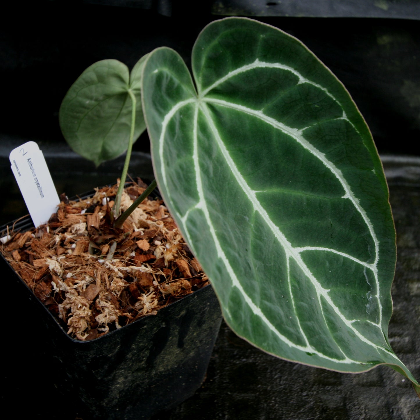 anthurium crystallinum for sale Anthurium crystallinum – Carnivero