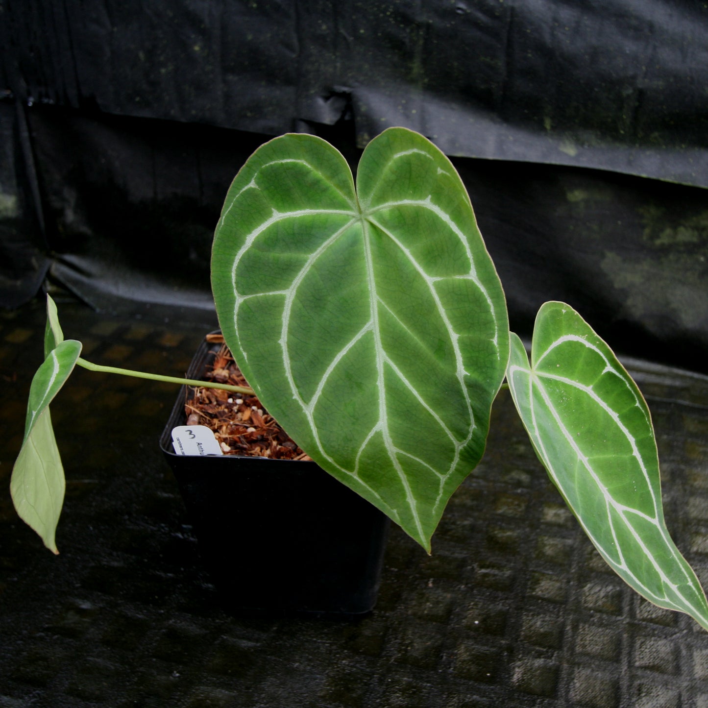 anthurium crystallinum bloom Anthurium crystallinum – Carnivero