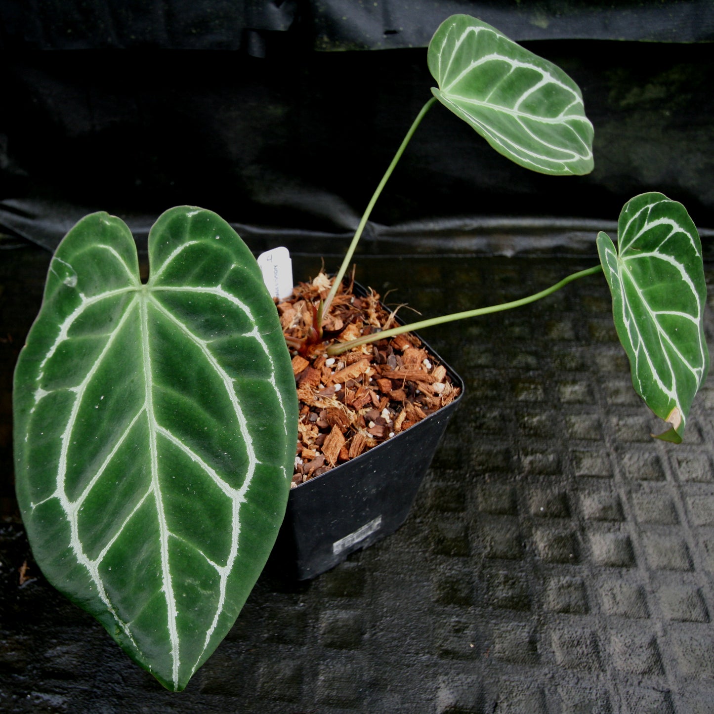 anthurium crystallinum flower Anthurium crystallinum – Carnivero