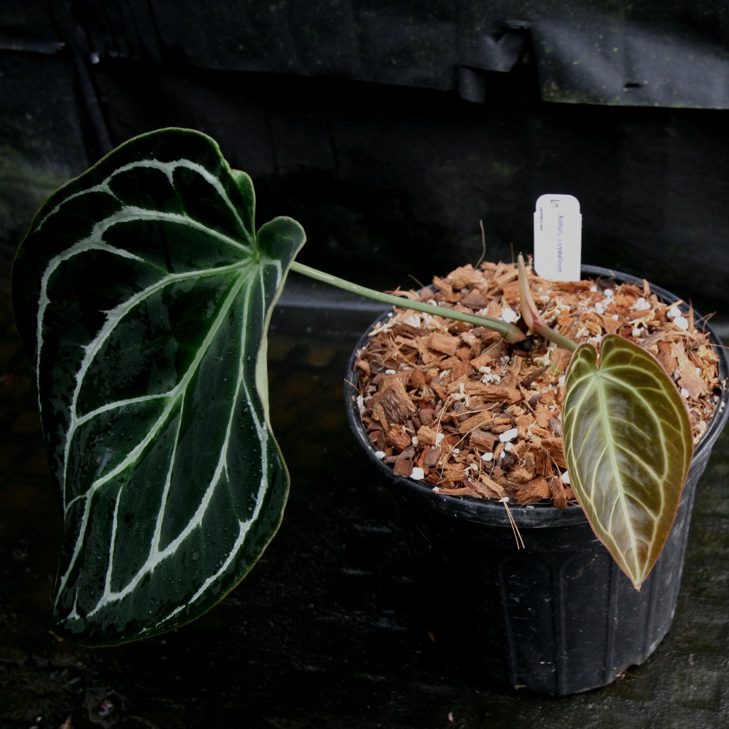 anthurium crystallinum & 39 Anthurium crystallinum – Carnivero