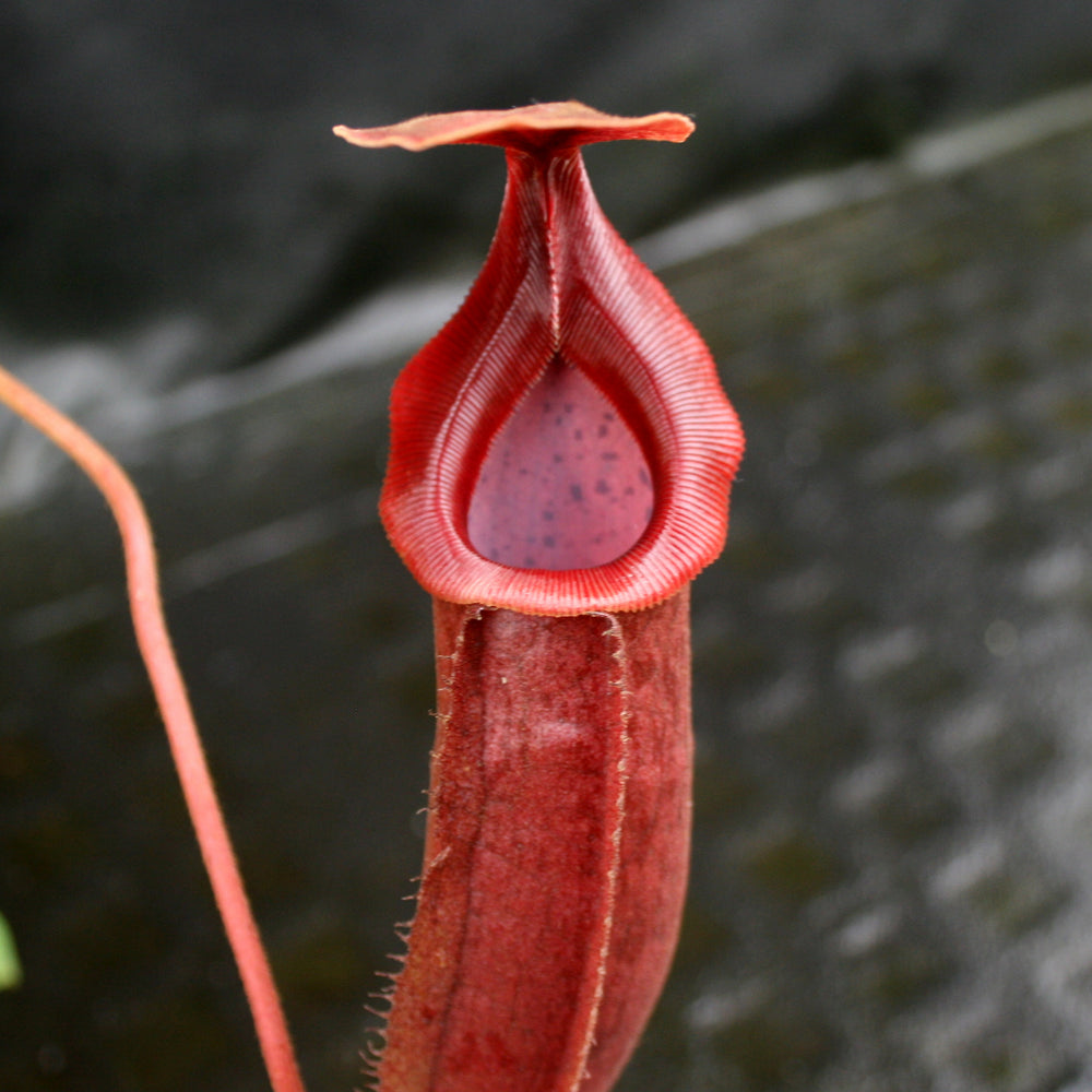 
                      
                        Nepenthes Song of Melancholy x mira, CAR-0124, pitcher plant, carnivorous plant, collectors plant, large pitchers, rare plants
                      
                    