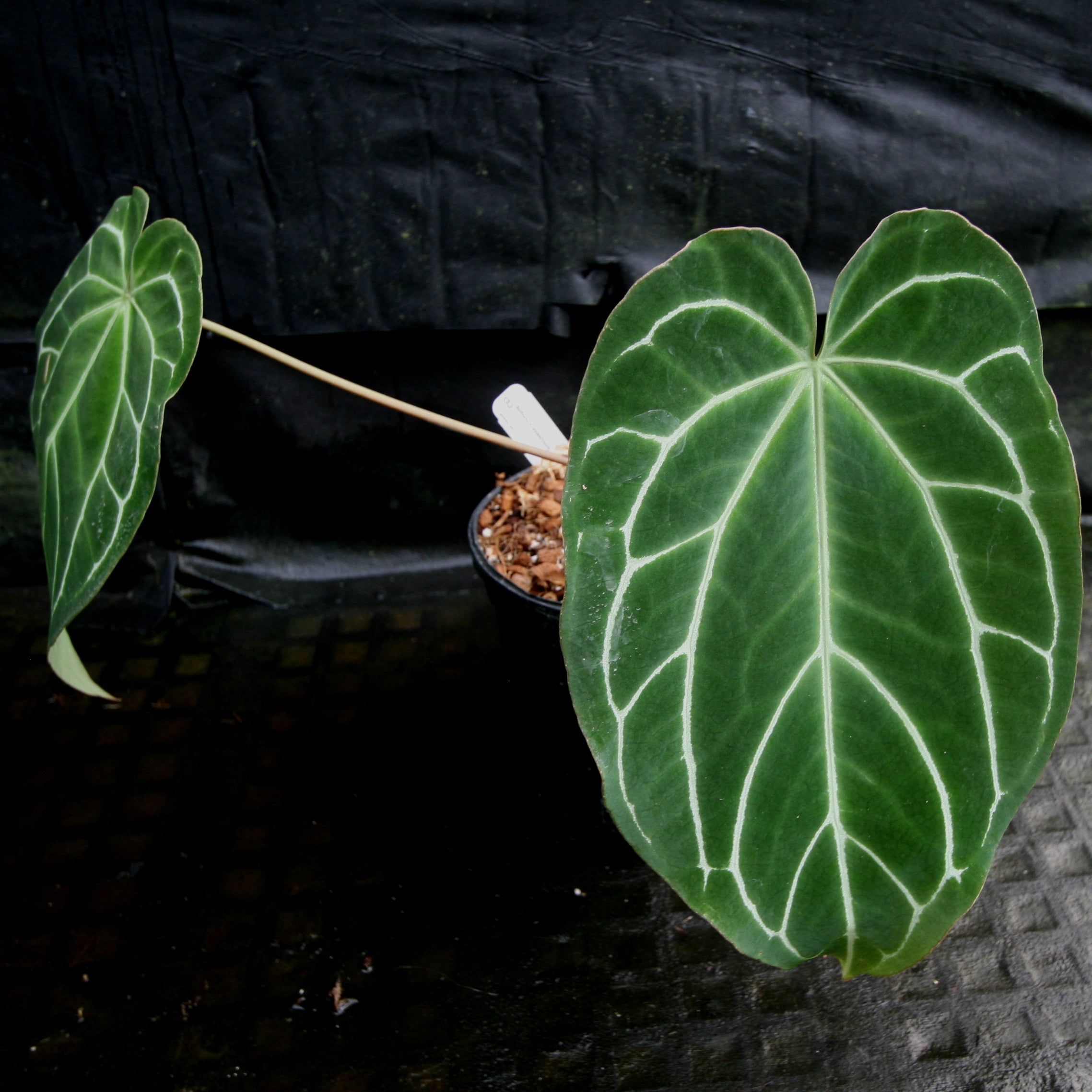 Anthurium crystallinum – Carnivero