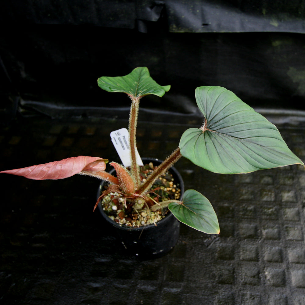 
                      
                        Philodendron squamicaule
                      
                    