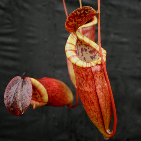 Nepenthes eustachya x tenuis pitcher plant with a long red pitcher and yellow striped peristome against a dark background.
