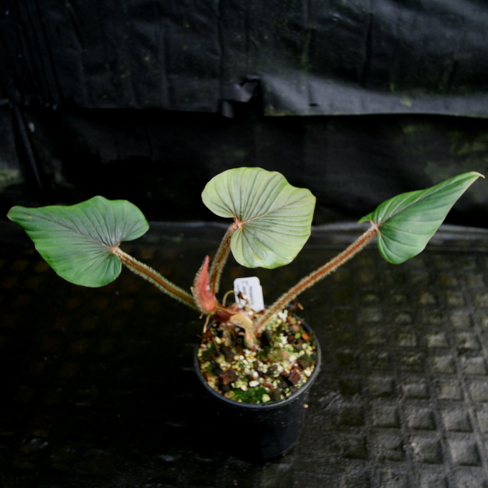 
                      
                        Philodendron squamicaule
                      
                    
