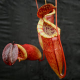 Nepenthes eustachya x tenuis
