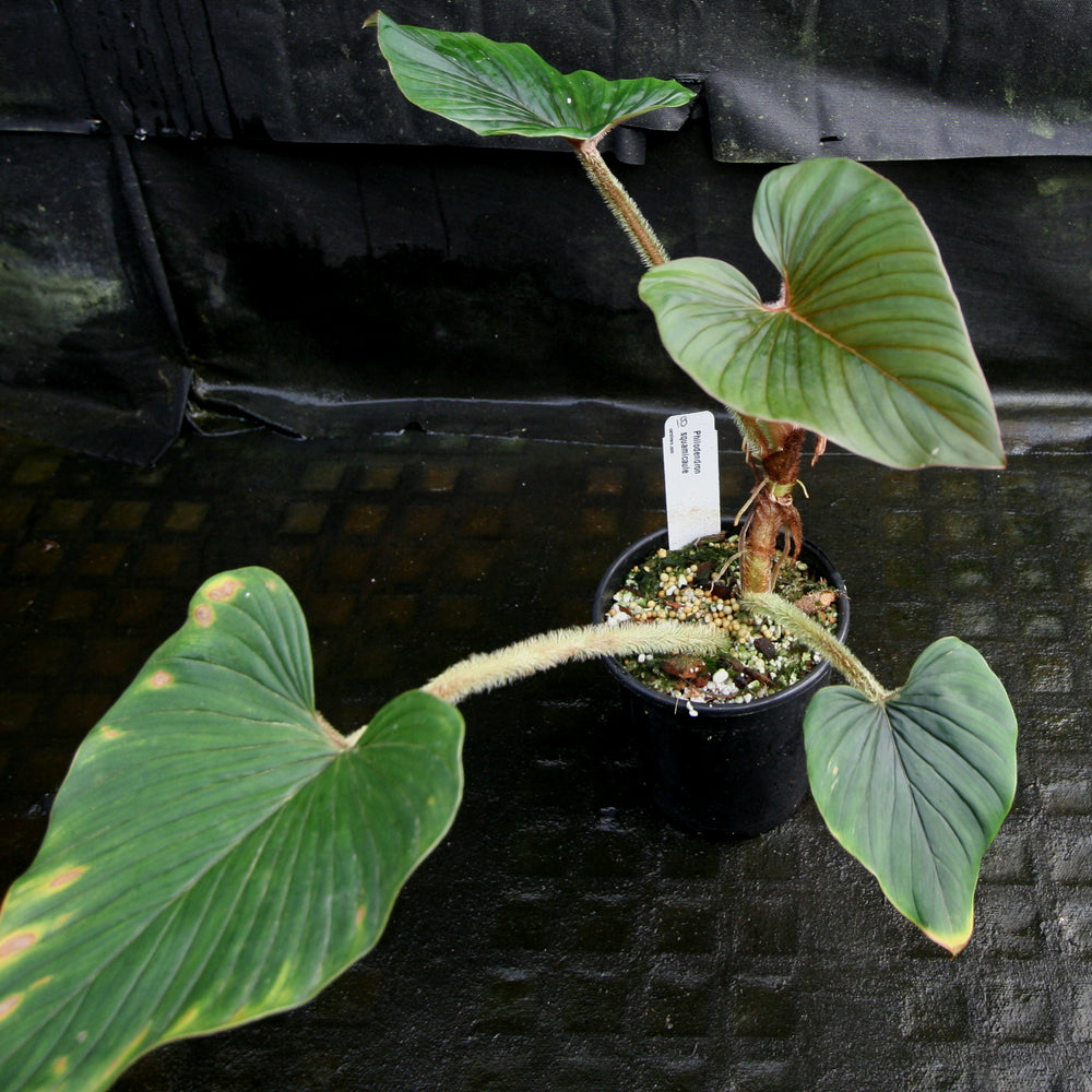 
                      
                        Philodendron squamicaule
                      
                    