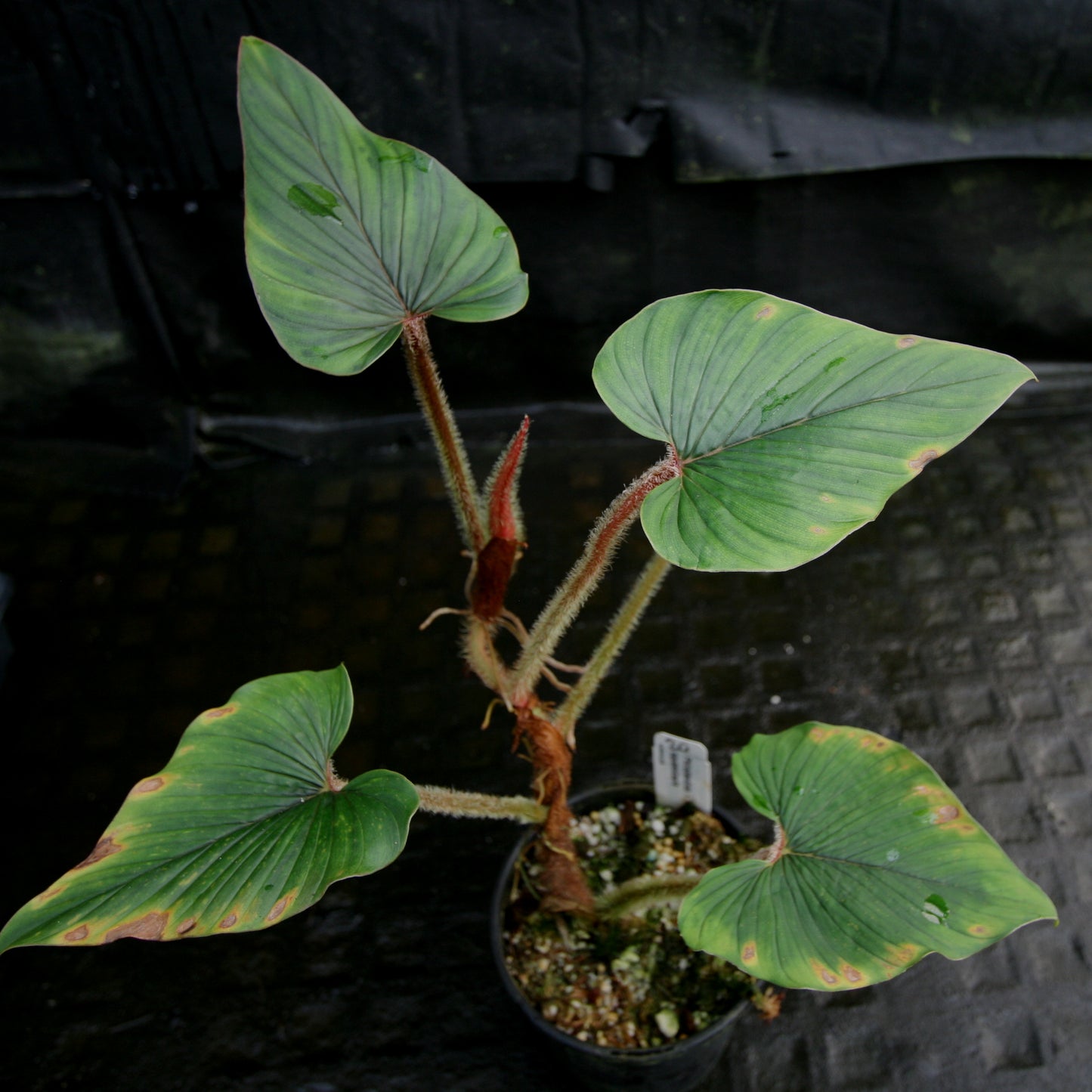 philodendron malaysia Philodendron squamicaule – Carnivero