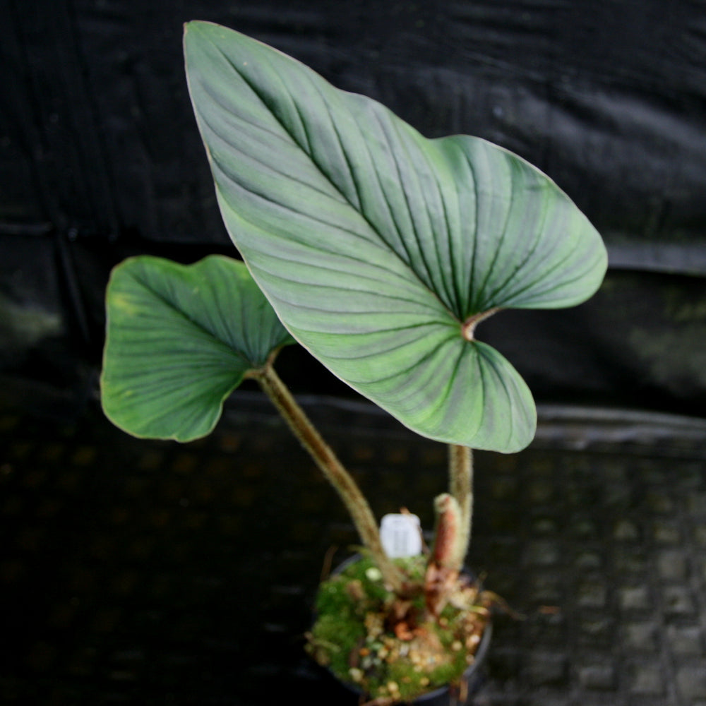 
                      
                        Philodendron squamicaule
                      
                    