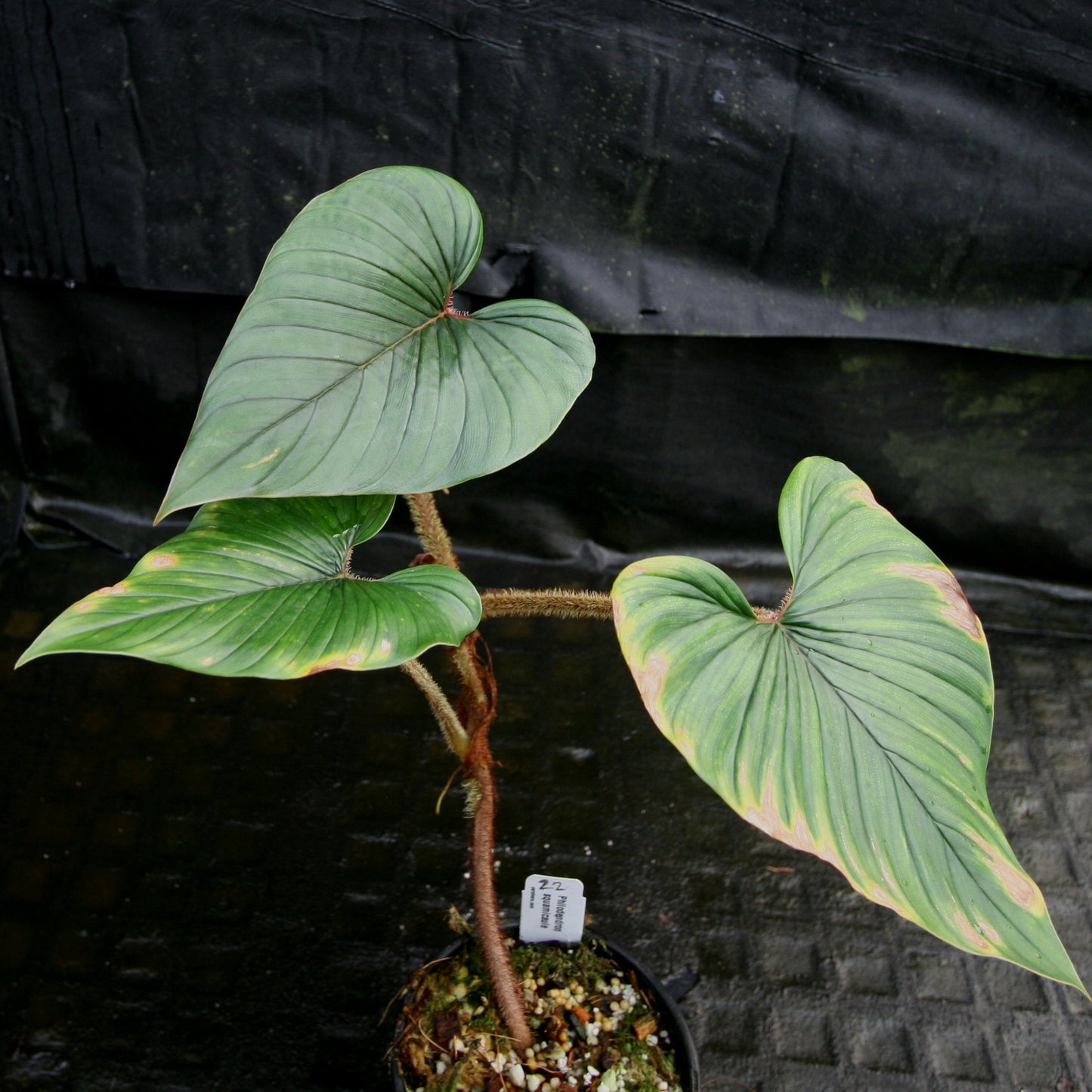 squid leg philodendron Philodendron squamicaule – Carnivero