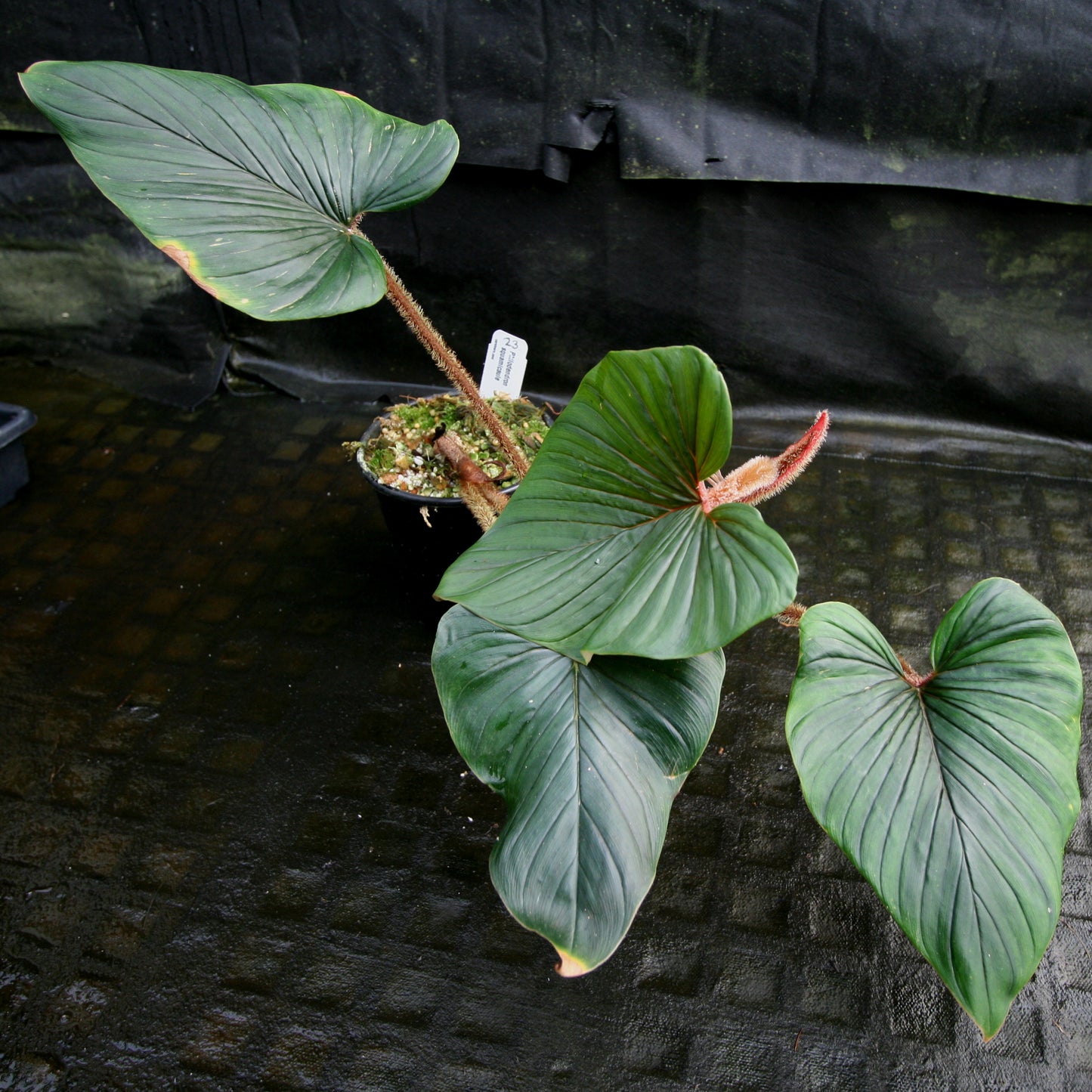 philodendron squamiferum vs squamicaule Philodendron squamicaule – Carnivero