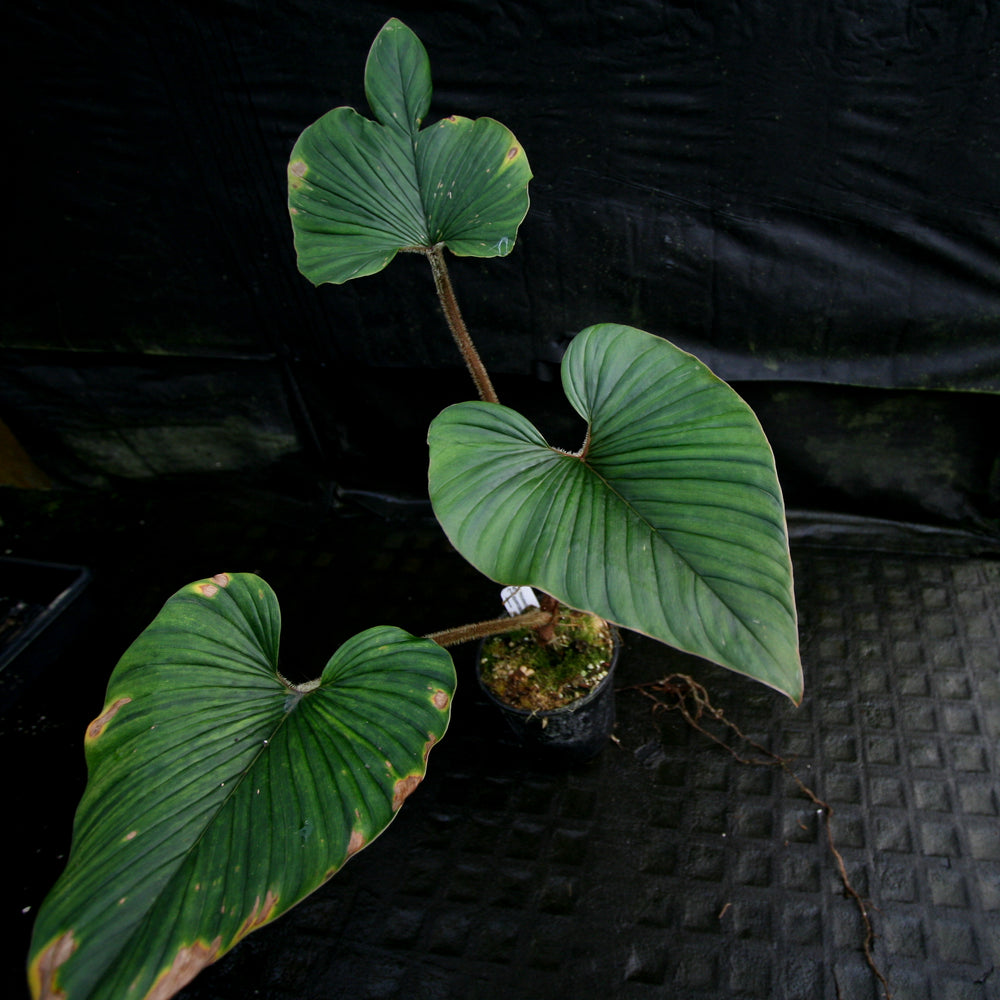 
                      
                        Philodendron squamicaule
                      
                    