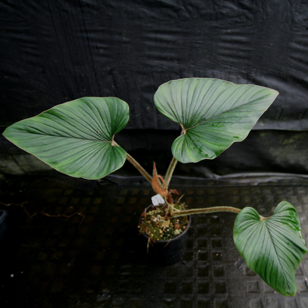 
                      
                        Philodendron squamicaule
                      
                    