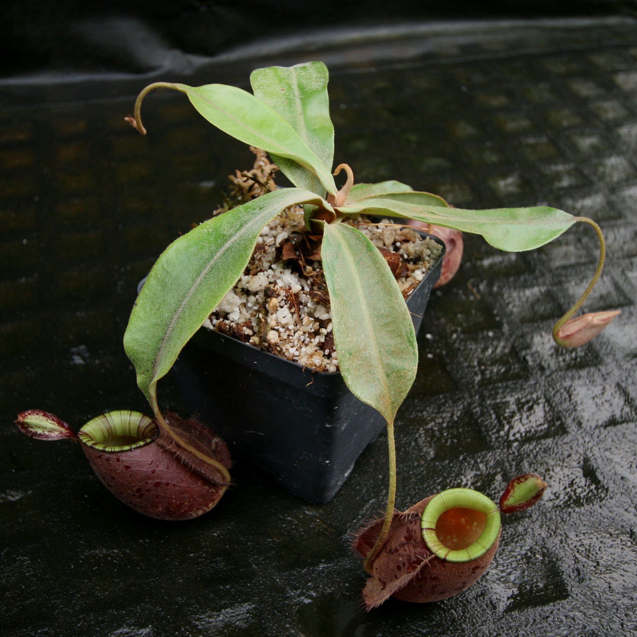 Nepenthes mirabilis var. globosa x ampullaria 'Black Miracle