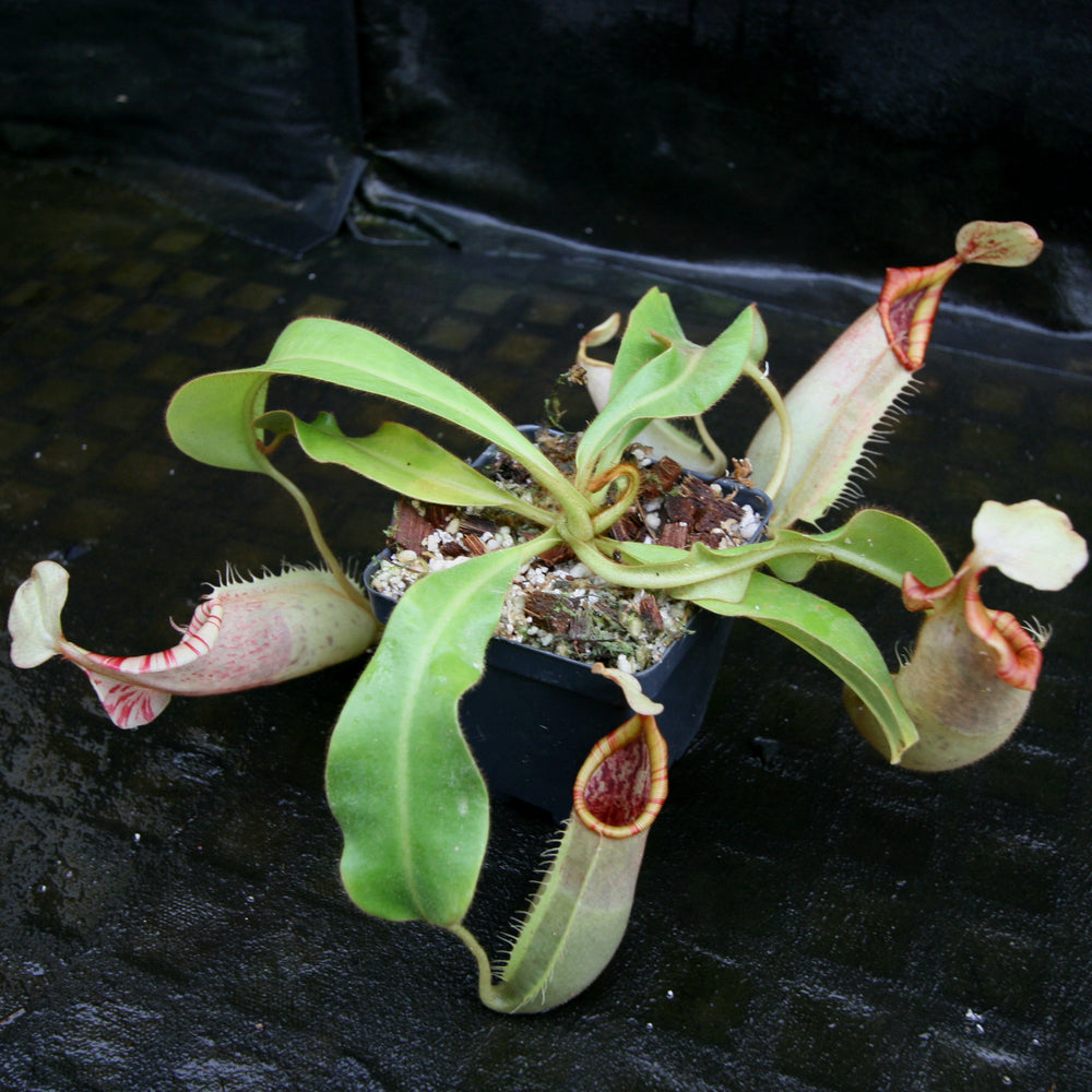 
                      
                        Nepenthes veitchii Bareo, Thai Clone
                      
                    
