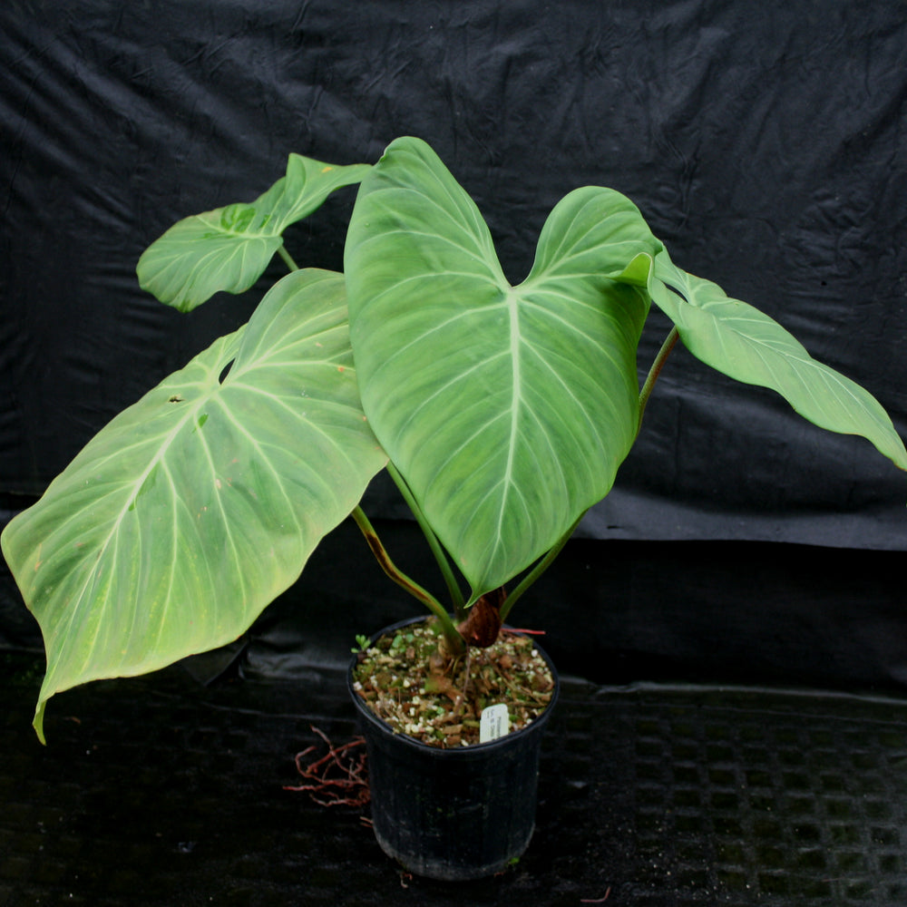 
                      
                        Philodendron rubrijuvenile (sp. El Choco Red)
                      
                    