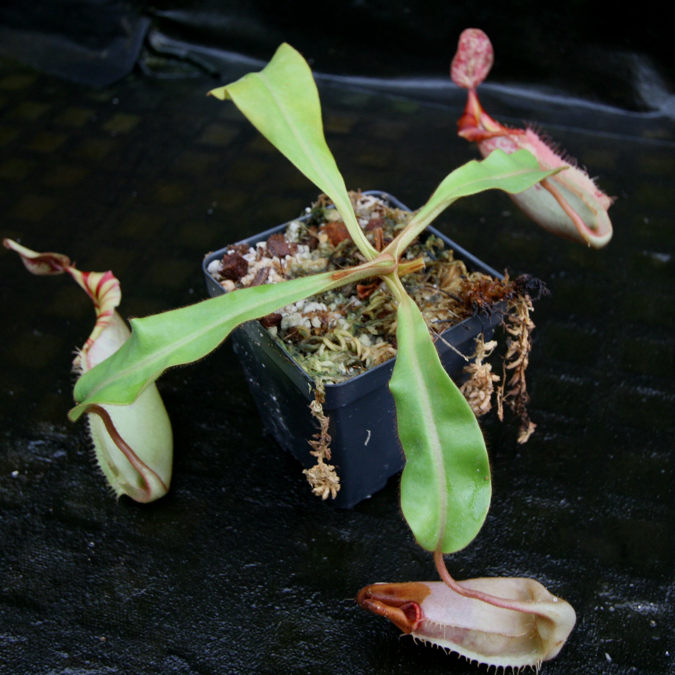 その他観葉植物 N.veitchii bareo(NE-32C)xN.mira(BE-3123) その他観葉植物 N.veitchii bareo(NE-32C)xN.mira(BE-3123) N.veitchii