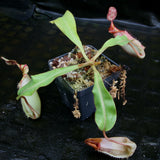 Nepenthes veitchii Bareo, Thai Clone