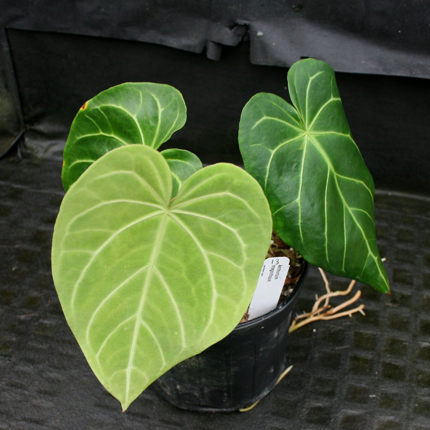 anthurium magnificum plant habitat Anthurium magnificum