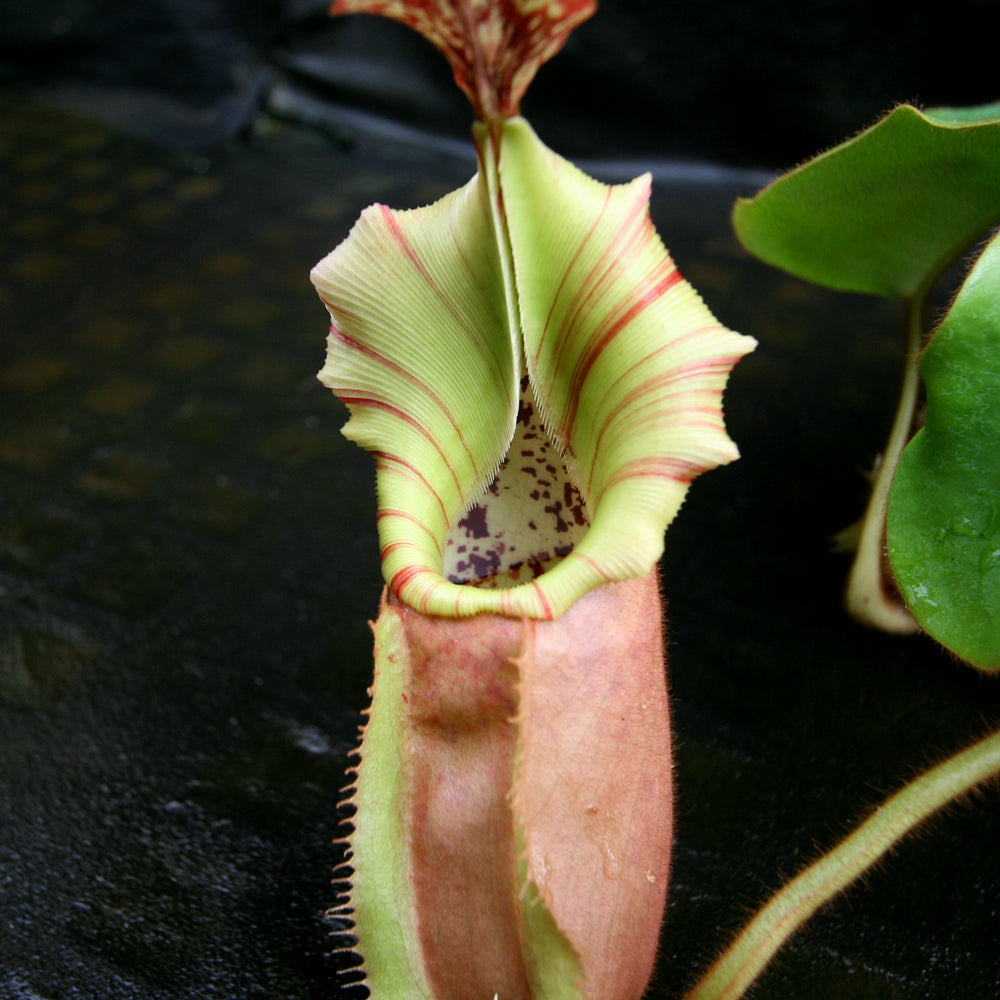 
                      
                        Nepenthes veitchii ("Big Mama" x "The Wave"), CAR-0168
                      
                    