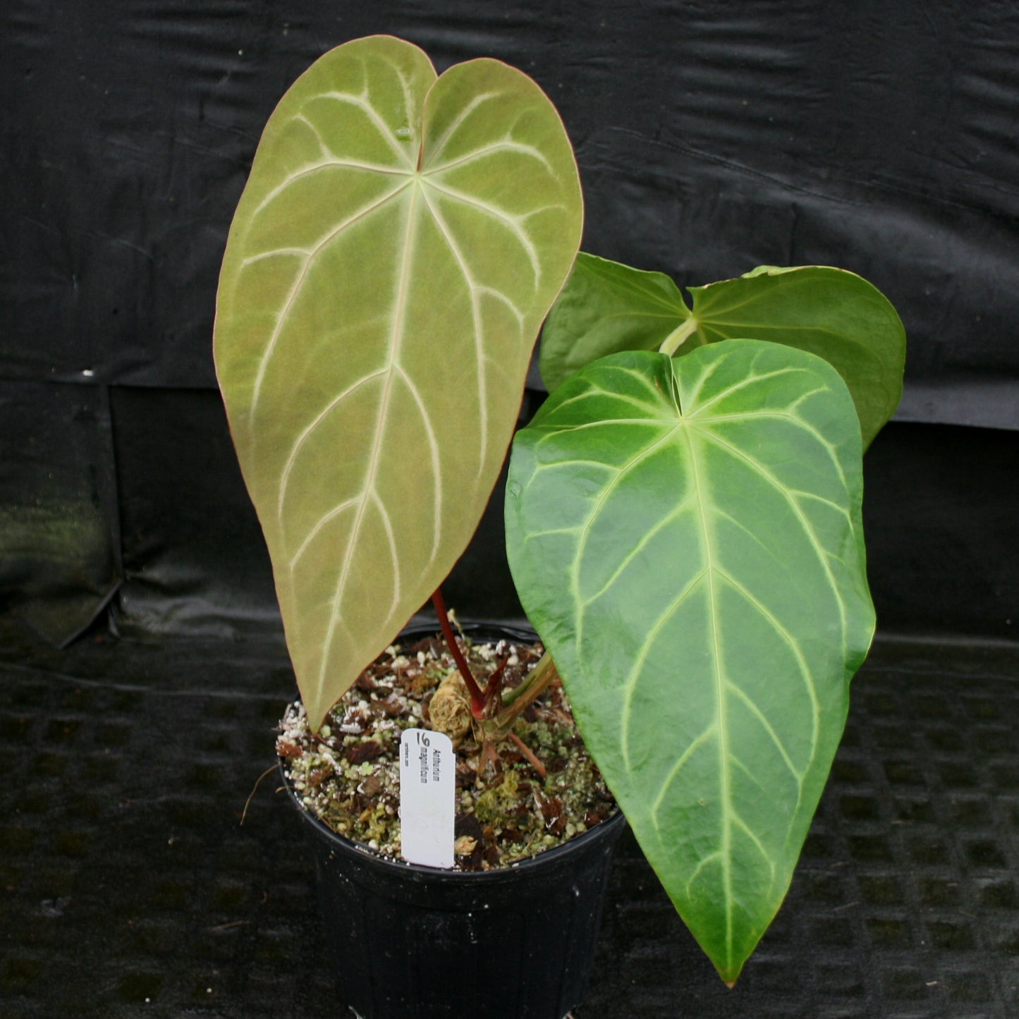 anthurium magnificum flower Anthurium magnificum