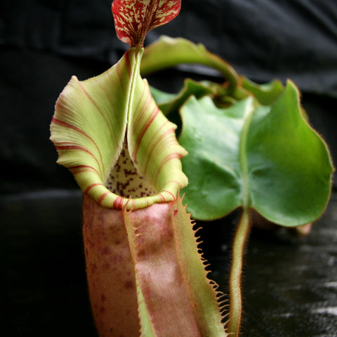Nepenthes veitchii Big Mama x The Wave CAR-0168 pitcher with pale green peristome and red speckled interior