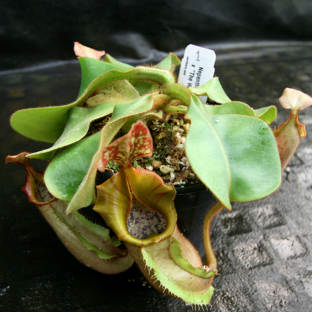 
                      
                        Nepenthes veitchii ("Big Mama" x "The Wave"), CAR-0168
                      
                    