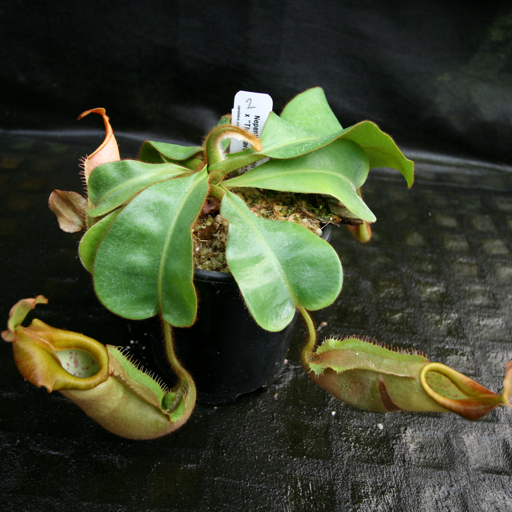 
                      
                        Nepenthes veitchii ("Big Mama" x "The Wave"), CAR-0168
                      
                    