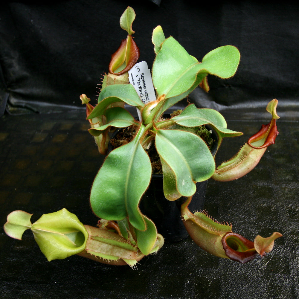 
                      
                        Nepenthes veitchii ("Big Mama" x "The Wave"), CAR-0168
                      
                    