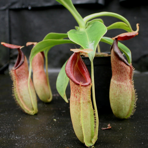 Nepenthes BE Best x complex hybrid showing three pale green tubular pitchers with red rims against a dark background